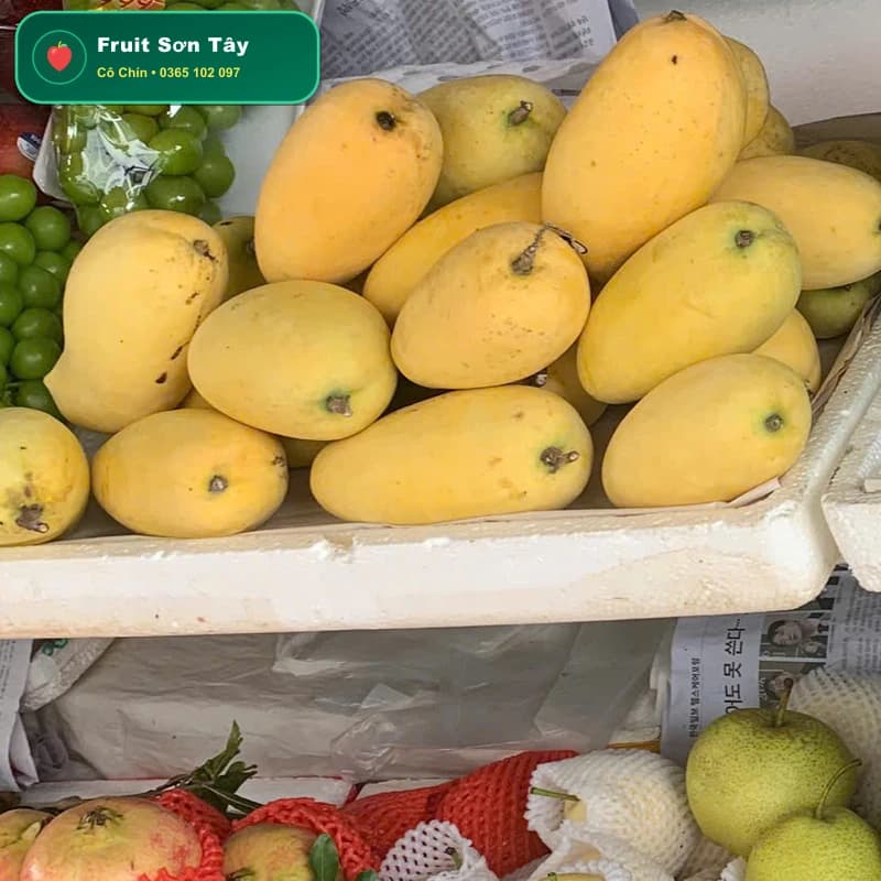 Xoài Cát Chu Cao Lãnh Đồng Tháp Chín Cây Vàng Óng