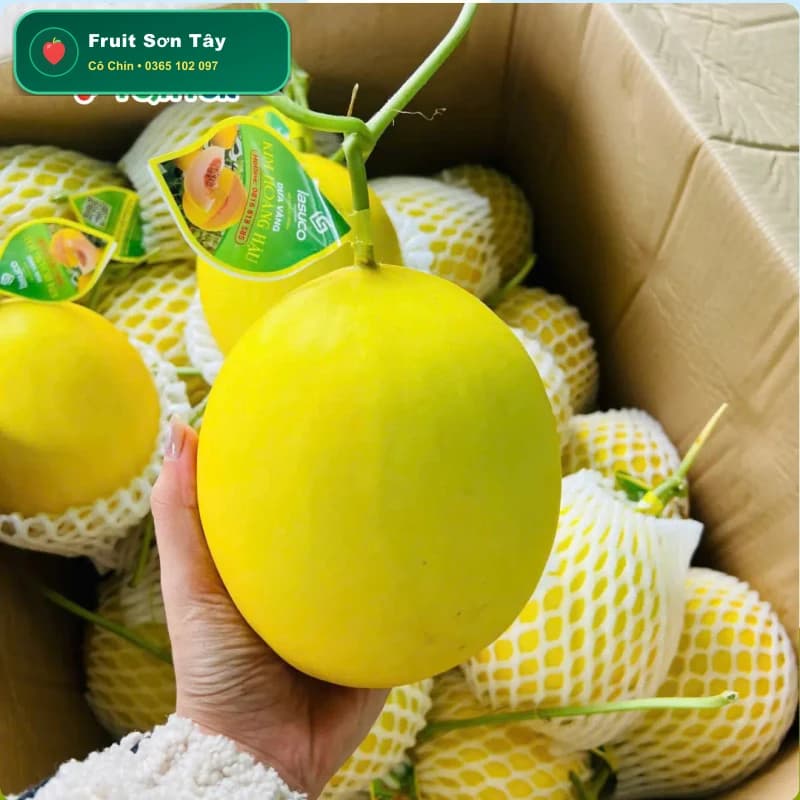 Dưa Kim Hoàng Hậu Giòn Tan Thơm Nức Vàng Ruộm