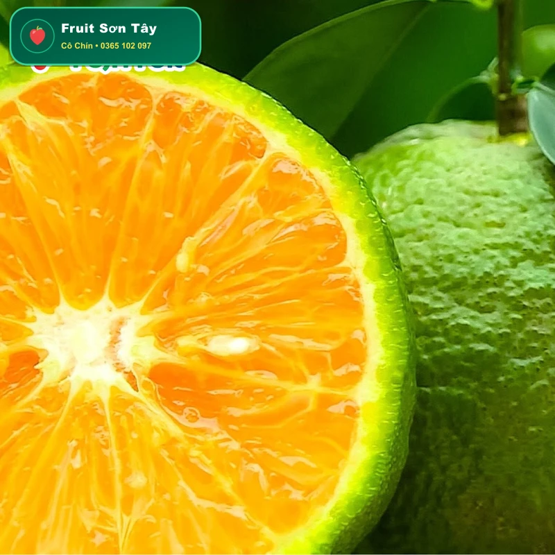 Cam Sành Mọng Nước Bến Tre Loại 1 (Vắt Nước Ngọt Thanh)