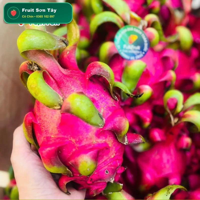 Thanh Long Ruột Đỏ Bình Thuận Ngọt Lịm Mát Lành