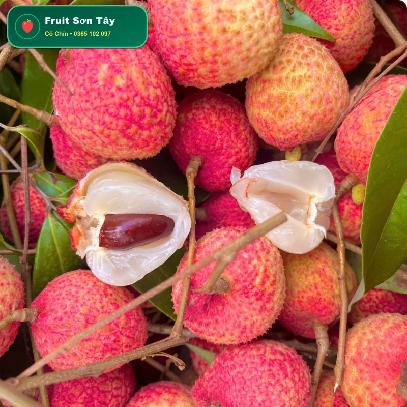 Vải U Trứng Thanh Hà Cùi Dày Hạt Tiêu (Đầu Mùa)